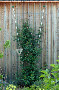 Rainer-M-Koehler / Gartenaccessoirs-Rankhilfen